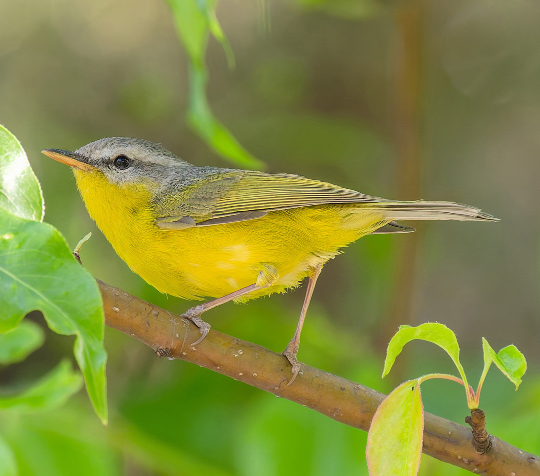 image Grey-hooded Warbler